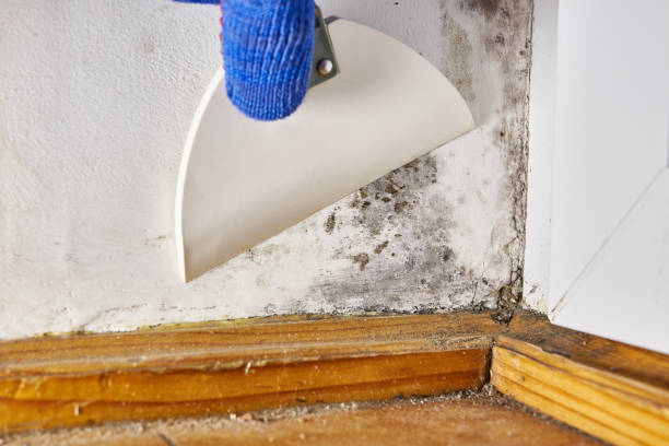 Mold Odor Removal Services in Keno, OR